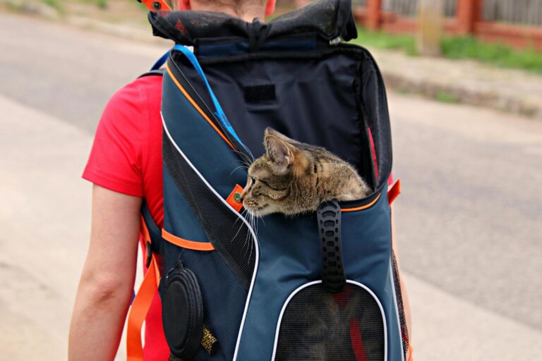 Big Fat Cat Backpack