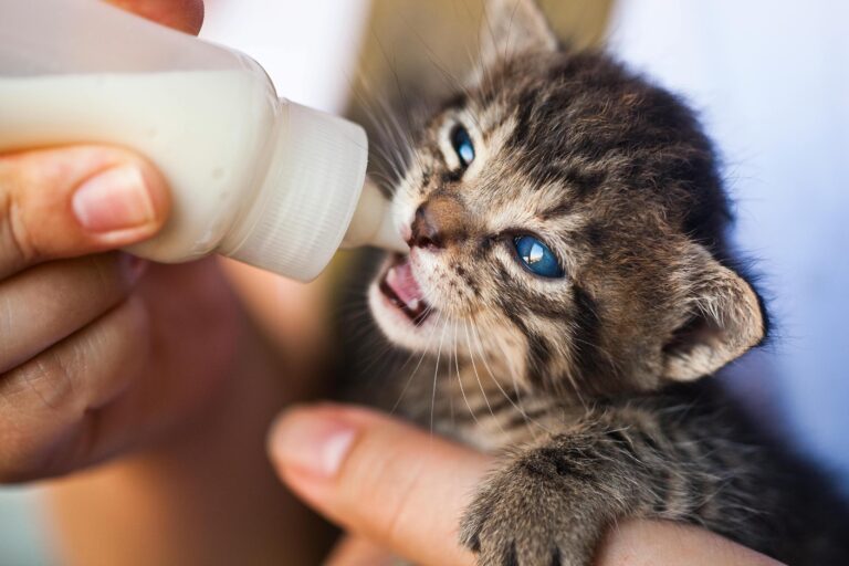 Feeding Bottles