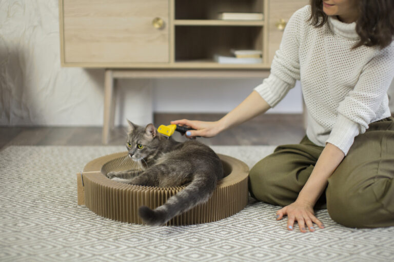 7 Questions Every Cat Sitter Should Ask